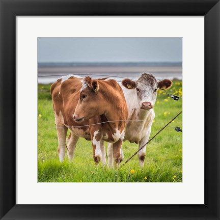 Framed Cows Grazing, Iceland Print