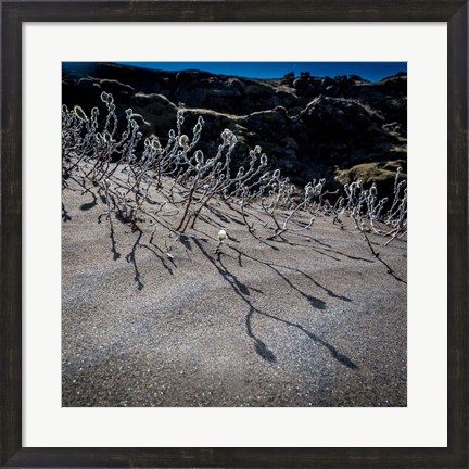 Framed Woolly Willow, Iceland Print