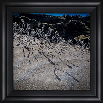 Framed Woolly Willow, Iceland Print