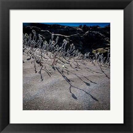 Framed Woolly Willow, Iceland Print