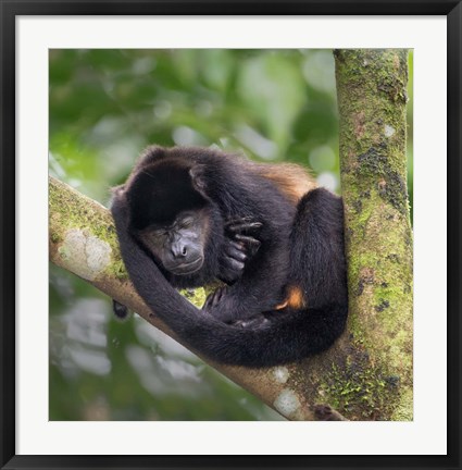 Framed Black Howler Monkey, Sarapiqui, Costa Rica Print