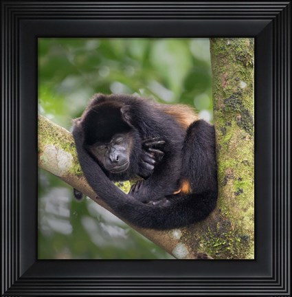 Framed Black Howler Monkey, Sarapiqui, Costa Rica Print
