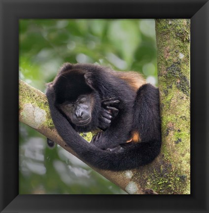 Framed Black Howler Monkey, Sarapiqui, Costa Rica Print