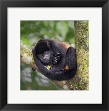 Framed Black Howler Monkey, Sarapiqui, Costa Rica Print