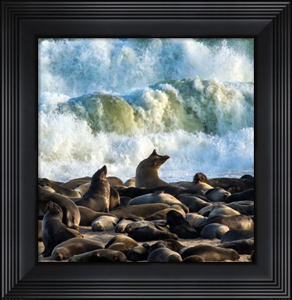 Framed Cape Fur Seals, Cape Cross, Namibia Print