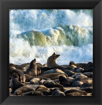 Framed Cape Fur Seals, Cape Cross, Namibia Print