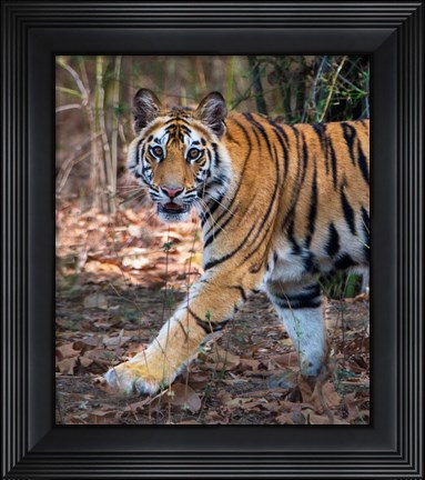 Framed Bengal Tiger, Bandhavgarh National Park, India Print