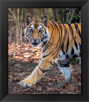 Framed Bengal Tiger, Bandhavgarh National Park, India Print
