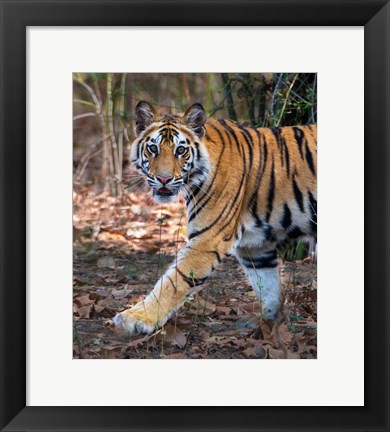 Framed Bengal Tiger, Bandhavgarh National Park, India Print