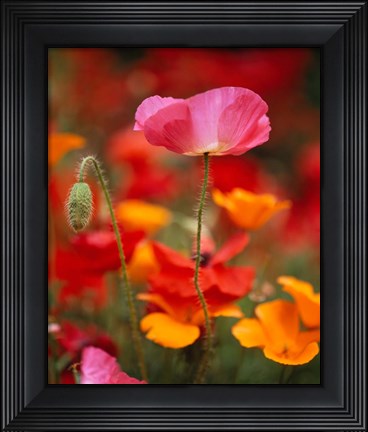 Framed Iceland Poppies, Fidalgo Island, Washington State Print