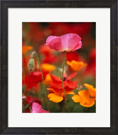 Framed Iceland Poppies, Fidalgo Island, Washington State Print