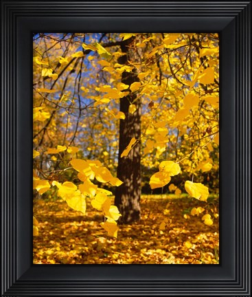 Framed Yellow Tree Leaves, Stuttgart, Germany Print