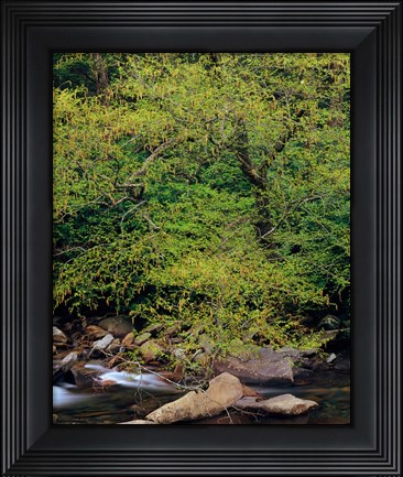 Framed Little Pigeon River, Great Smoky Mountains National Park Print