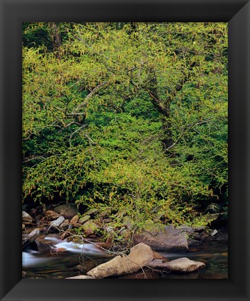 Framed Little Pigeon River, Great Smoky Mountains National Park Print