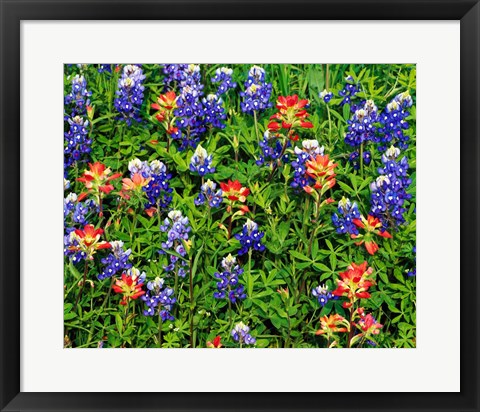 Framed Texas Bluebonnets Print