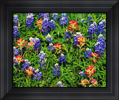 Framed Texas Bluebonnets Print