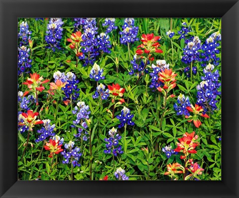 Framed Texas Bluebonnets Print