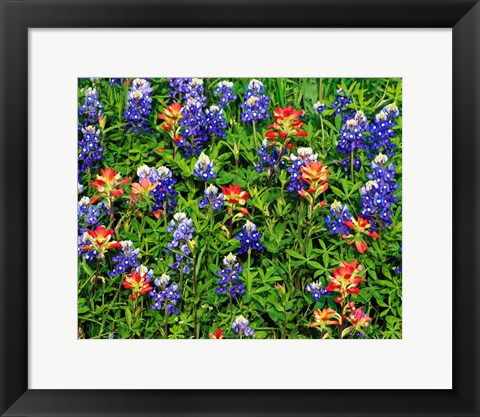 Framed Texas Bluebonnets Print