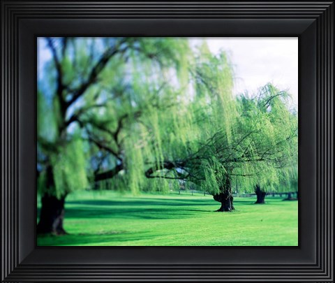 Framed Willow Trees Print