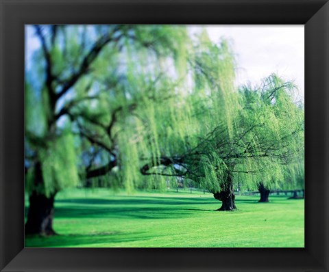 Framed Willow Trees Print