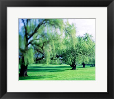 Framed Willow Trees Print