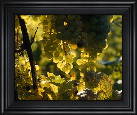 Framed Grape Vines hanging from Trees Print