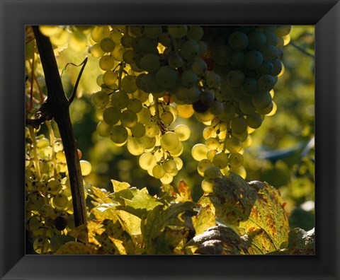 Framed Grape Vines hanging from Trees Print