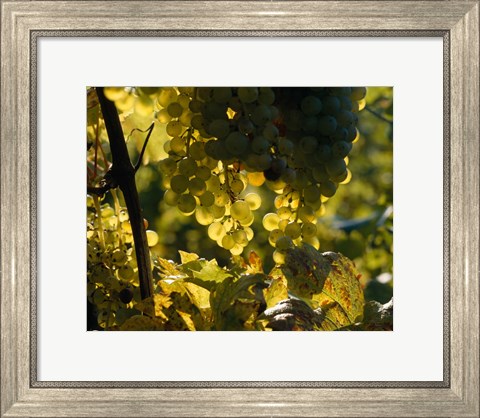 Framed Grape Vines hanging from Trees Print