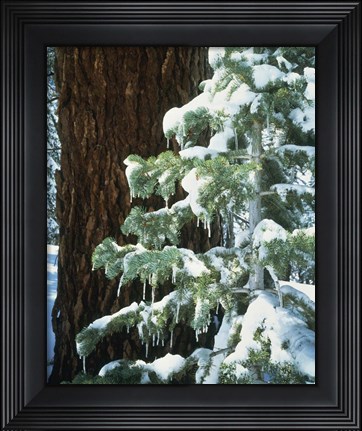 Framed Sierra Nevada Mts., CA Print