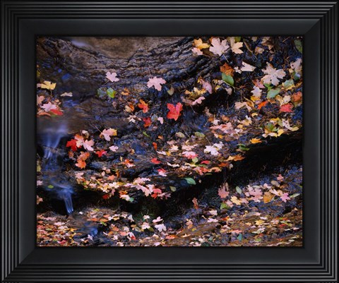 Framed Maple and Arizona White Oak Leaves, Tonto National Forest, Arizona Print