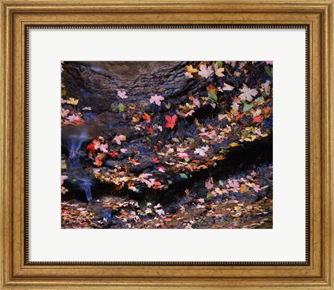 Framed Maple and Arizona White Oak Leaves, Tonto National Forest, Arizona Print
