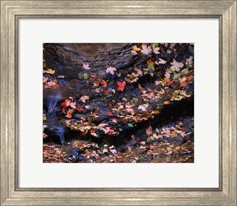 Framed Maple and Arizona White Oak Leaves, Tonto National Forest, Arizona Print