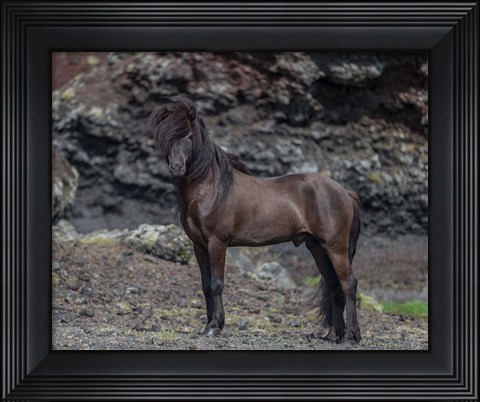 Framed Icelandic Black Stallion, Iceland Print