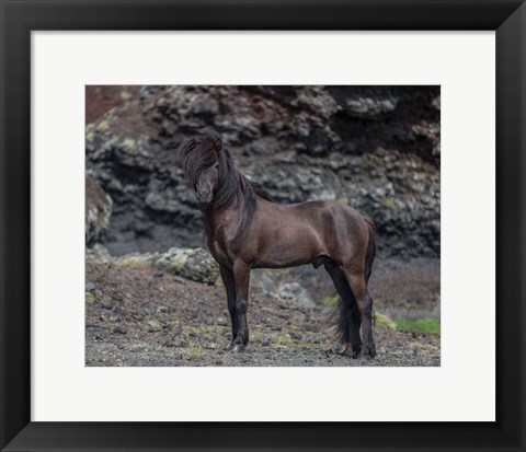 Framed Icelandic Black Stallion, Iceland Print