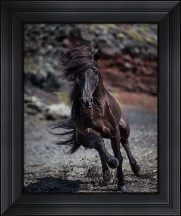 Framed Icelandic Black Stallion, Iceland Print