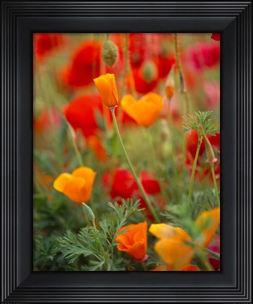 Framed California Golden Poppies and Corn Poppies, Washington State Print