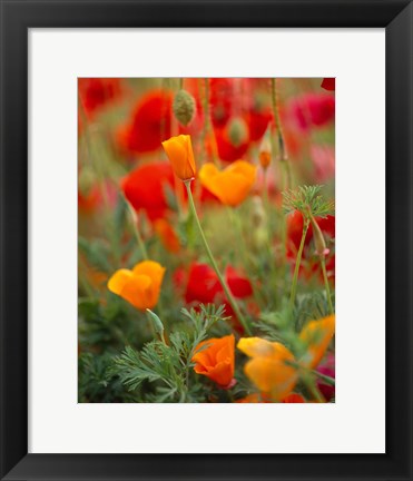 Framed California Golden Poppies and Corn Poppies, Washington State Print