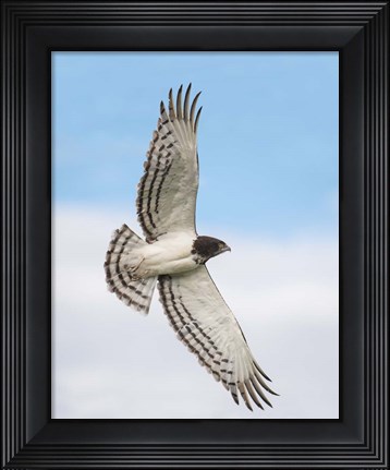 Framed Black-chested snake eagle (Circaetus pectoralis) in flight, Ndutu, Ngorongoro Conservation Area, Tanzania Print