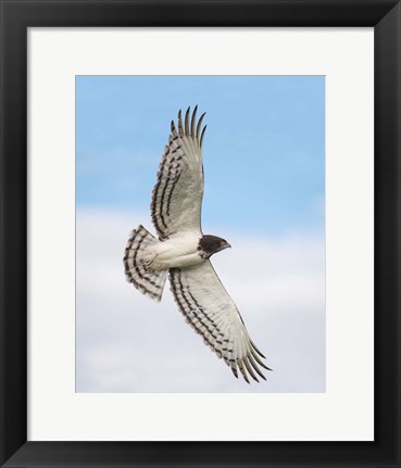 Framed Black-chested snake eagle (Circaetus pectoralis) in flight, Ndutu, Ngorongoro Conservation Area, Tanzania Print