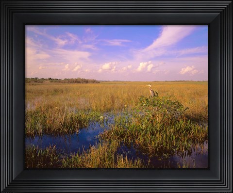 Framed Everglades National Park Print