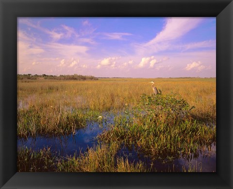 Framed Everglades National Park Print