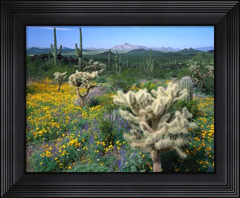 Framed Arizona, Organ Pipe Cactus National Monument Print