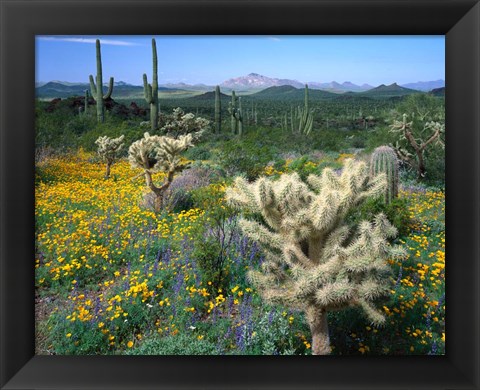 Framed Arizona, Organ Pipe Cactus National Monument Print