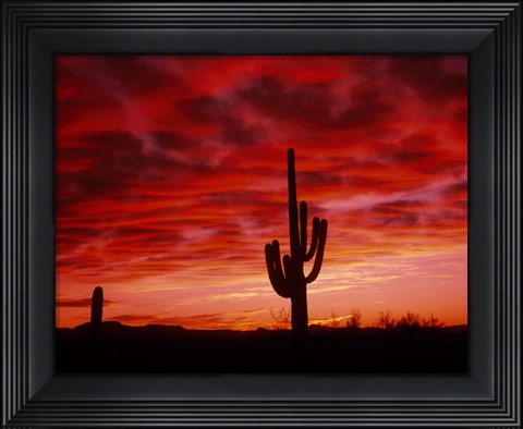 Framed Organ Pipe Cactus State Park, AZ Print