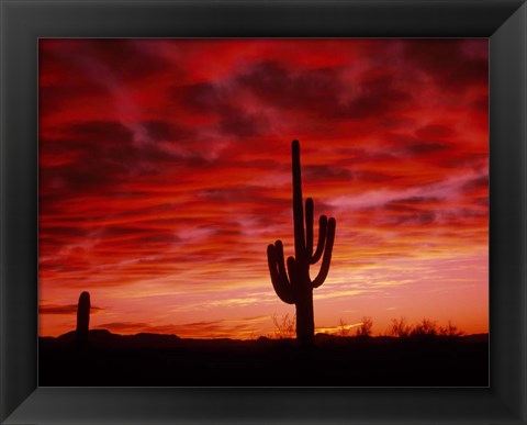 Framed Organ Pipe Cactus State Park, AZ Print