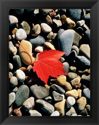 Framed Maple Leaf on Pebbles Print