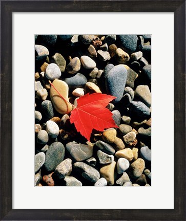 Framed Maple Leaf on Pebbles Print