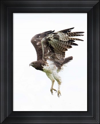 Framed Martial Eagle, Ndutu, Ngorongoro Conservation Area, Tanzania Print