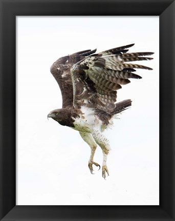 Framed Martial Eagle, Ndutu, Ngorongoro Conservation Area, Tanzania Print