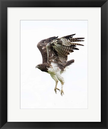 Framed Martial Eagle, Ndutu, Ngorongoro Conservation Area, Tanzania Print